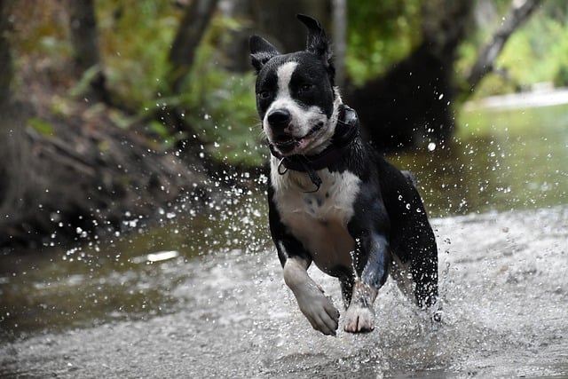 Fugue de chien