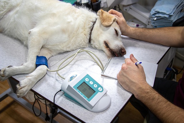 La santé de votre animal